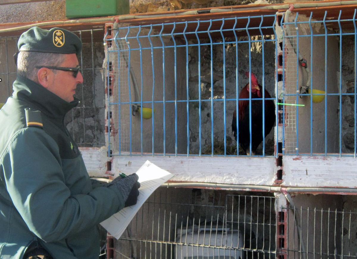 Un agente de la Benemérita, junto a una jaula en la que hay un gallo superviviente.