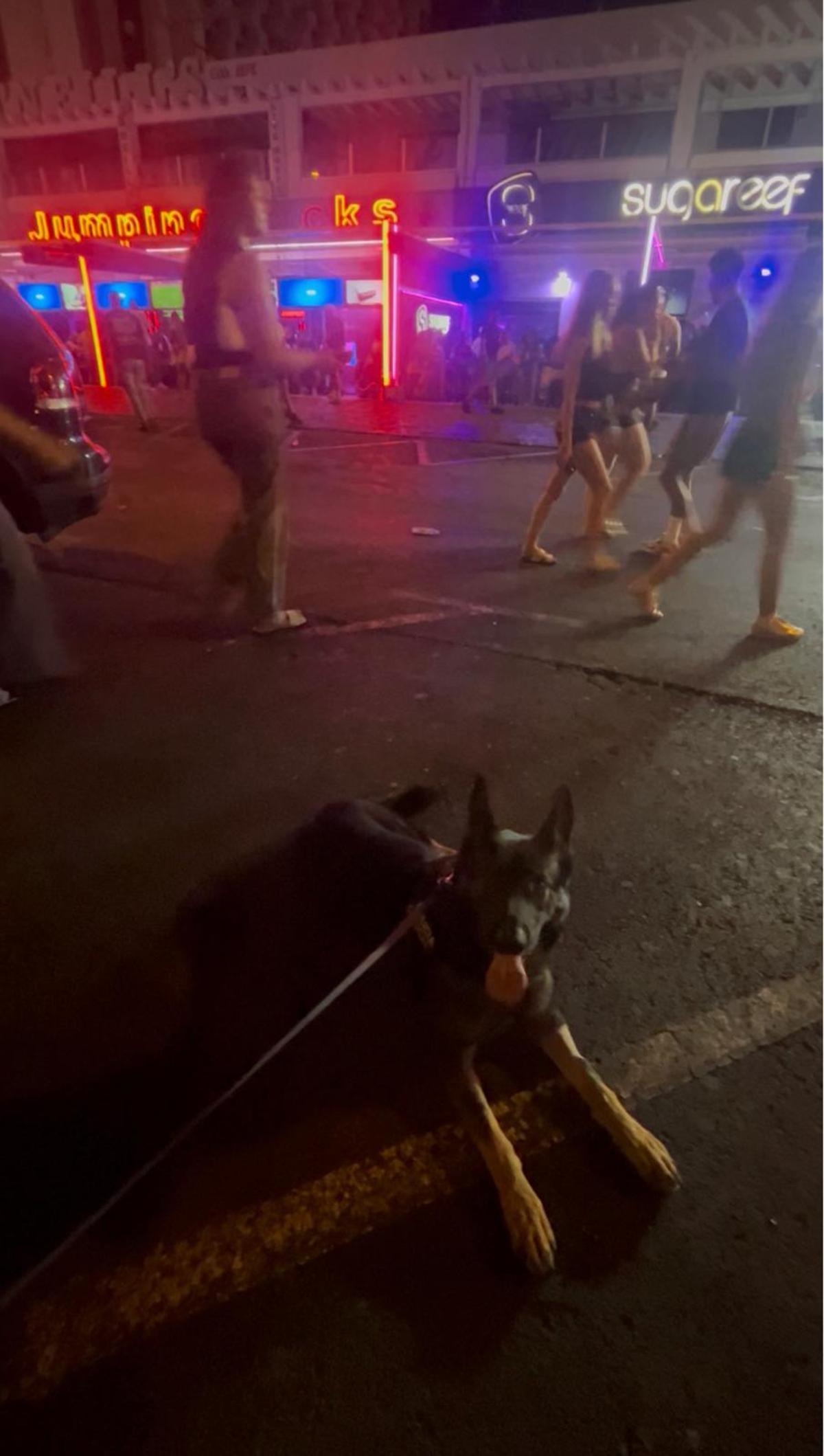 Uno de los agentes caninos en la zona de Las Verónicas.