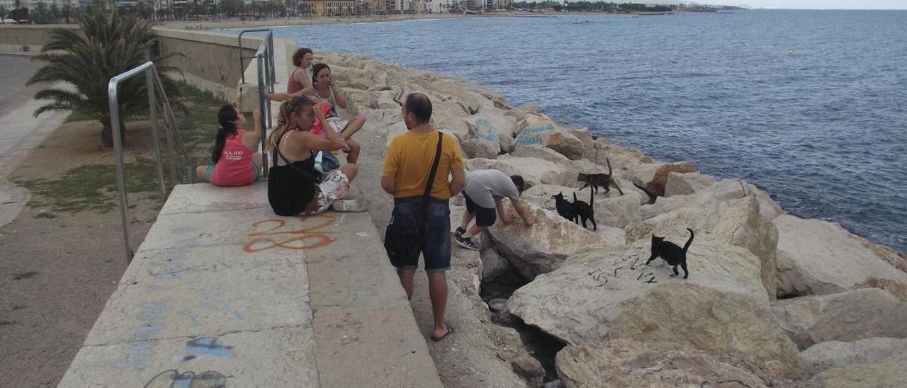 Miembros de Proda Vinaròs --en la imagen con gatos en el litoral de la ciudad-- denuncian un envenenamiento masivo.