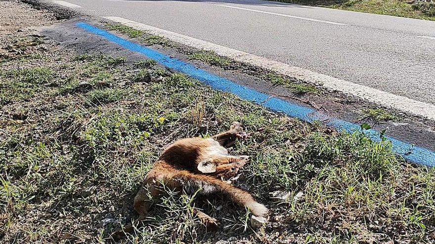 C-59: la perillosa carretera de la fauna