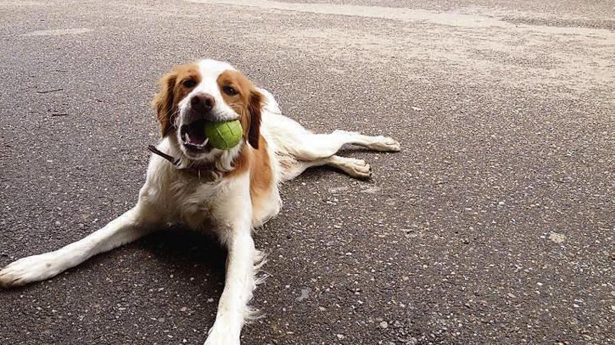 Roque, el perro desaparecido en Nuez de Aliste.