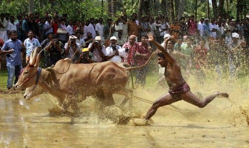 Un granjero pierde el control de sus bueyes durante una carrera en el festival de Kakkoor