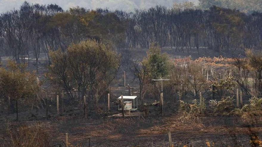 La ola de incendios devoró 49.200 hectáreas, un área similar a cuatro ciudades como Vigo