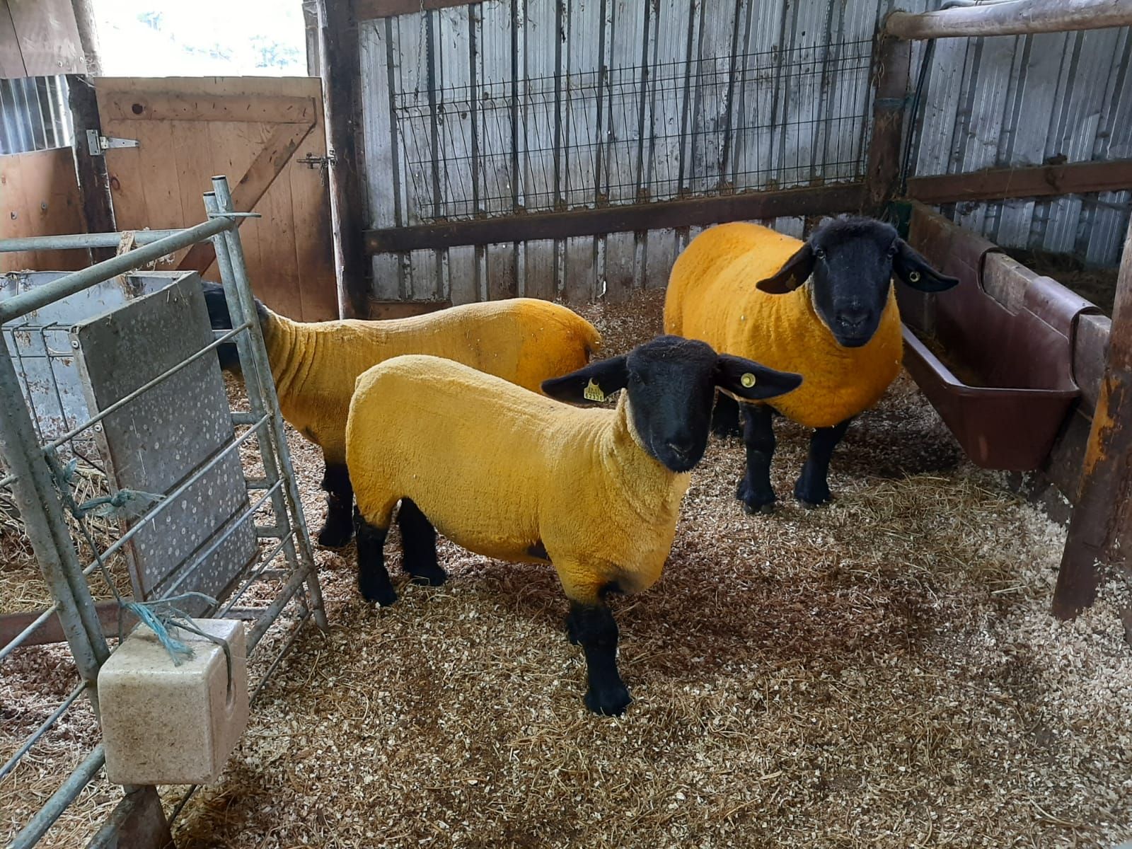 La mejor oveja Suffolk de España, nacida y criada en Llanera