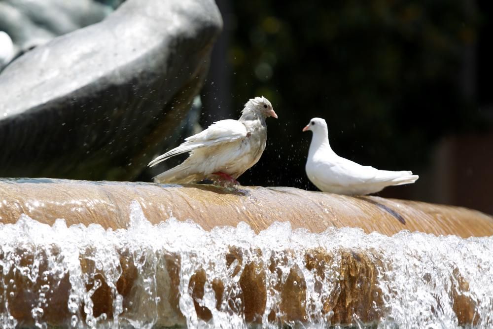 Los termómetros pueden llegar hoy a los 40º.