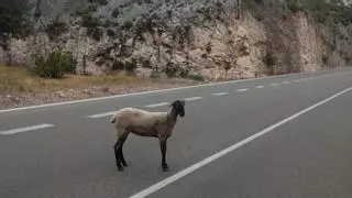 «Una oveja lleva perdida un mes en Bocairent y nadie hace nada»