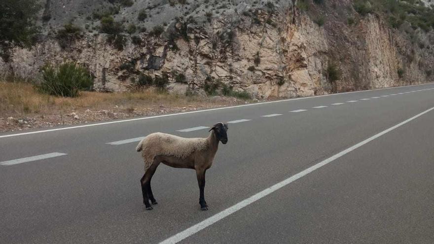 La oveja perdida en el Barranc de Bocairent, captada desde un coche.