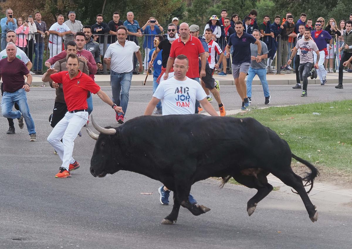 Los festejos del Toro de la Vega, en imágenes