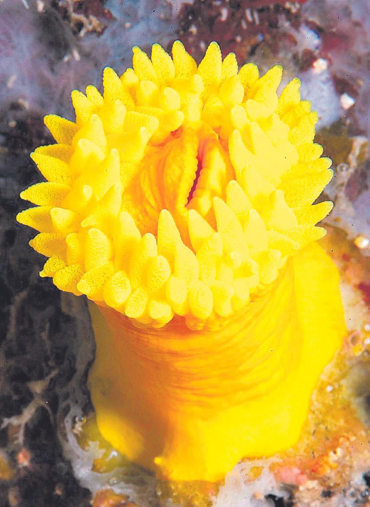 El coral solitario.