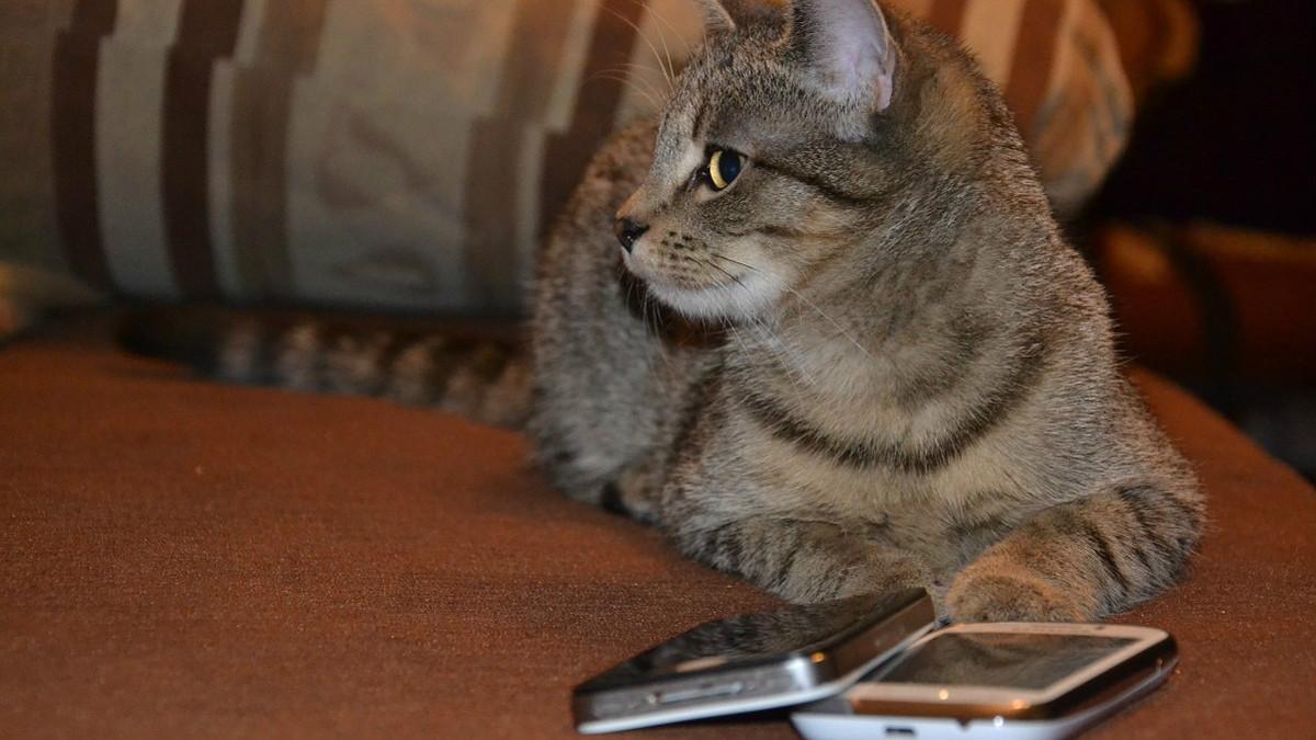 Un gato con un teléfono móvil