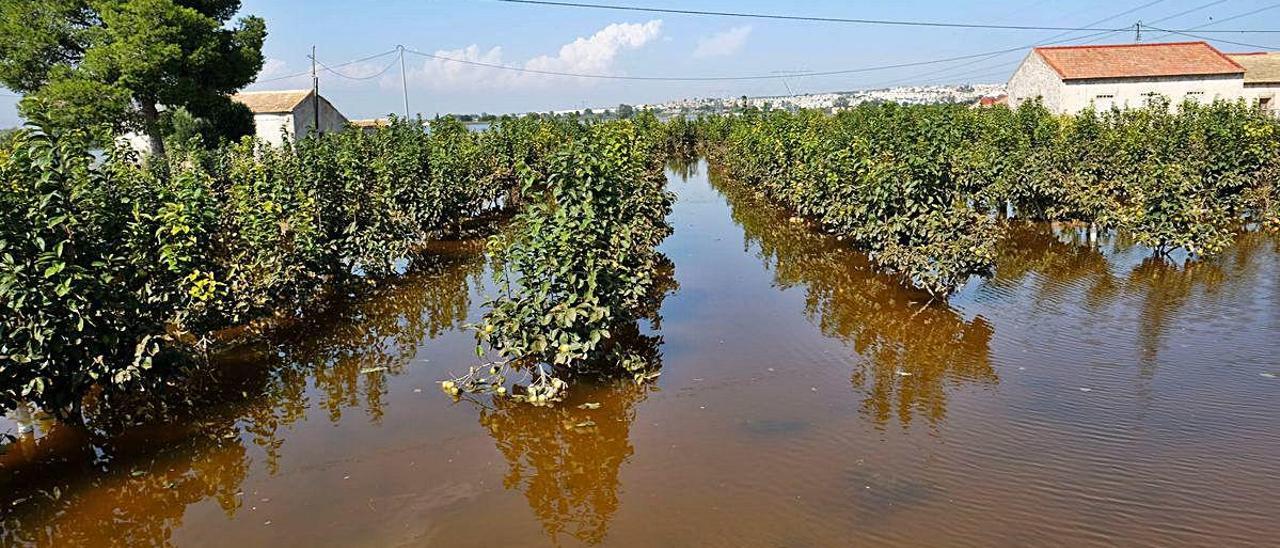 Imagen de una explotación agrícola de la Vega Baja anegada tras la DANA de septiembre.