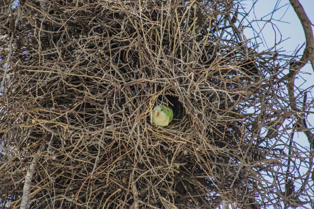 Las cotorras argentinas "toman" los parques de Torrevieja y desplazan a otras especies