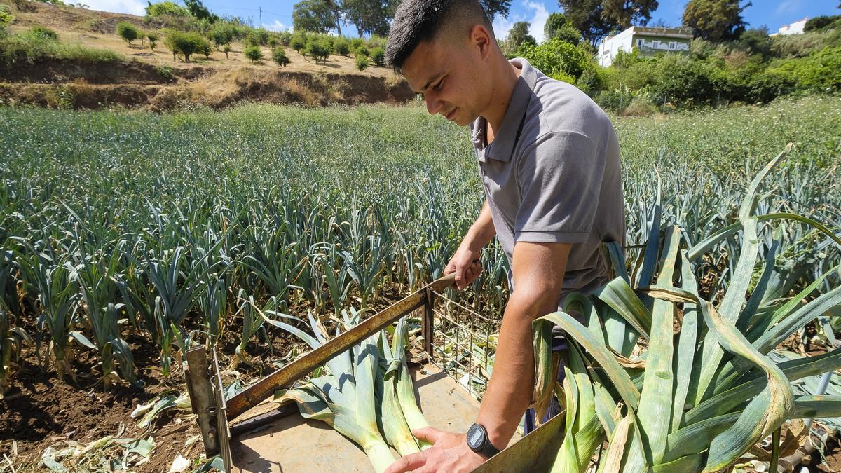 Un joven agricultor en su terreno sembrado de puerros.