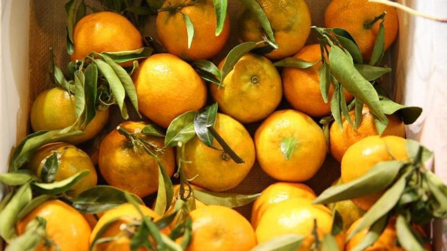 El conflicto de Israel y Gaza inunda el mercado español de zumo de naranjas egipcias