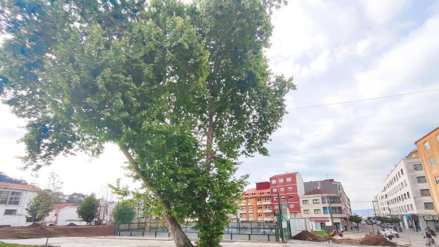 Menos hormigón y más espacio para salvaguardar el gran plátano de As Lagoas, en Bueu