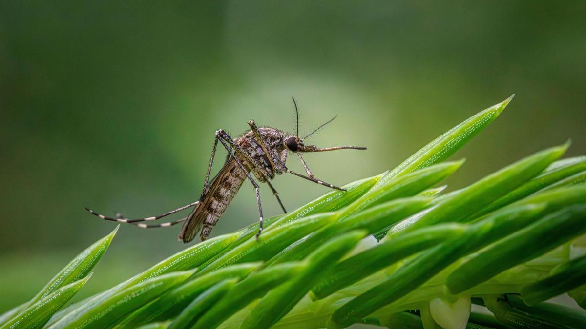 Un mosquit, sobre una planta