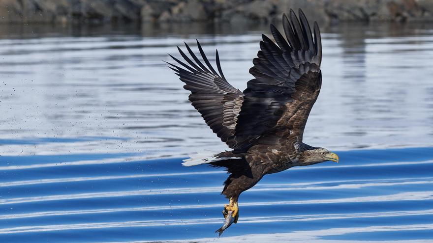 Exigen retirar los pigargos soltados en Asturias y abandonar el proyecto para su reintroducción en España