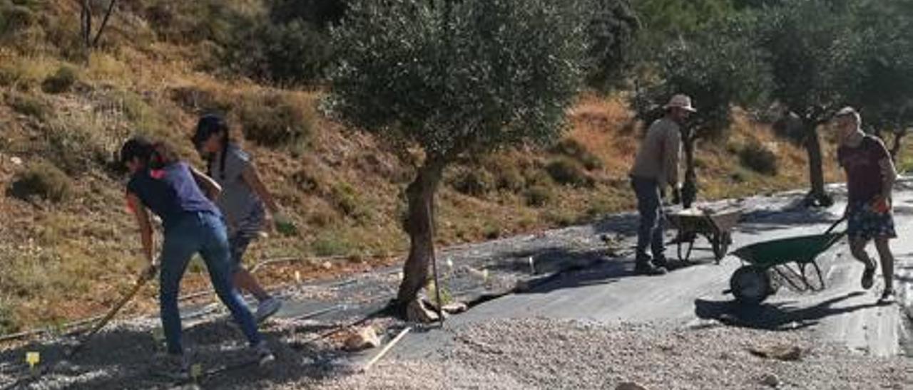 Algunos jóvenes esparcen grava sobre sobre las mallas antihierbas para evitar la salida de arbustos.