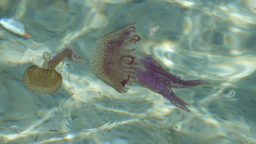 Las medusas invaden la costa de Cala Vinyes