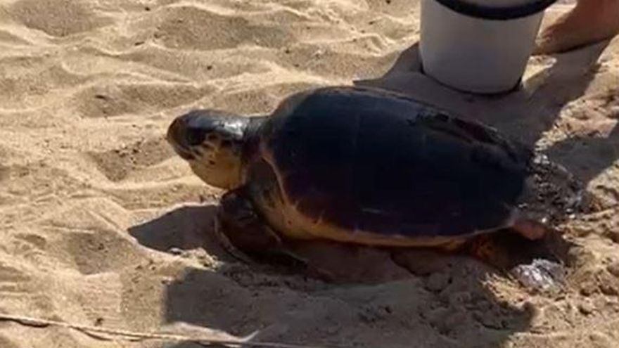 Una tortuga herida sorprende a los bañistas en Comte