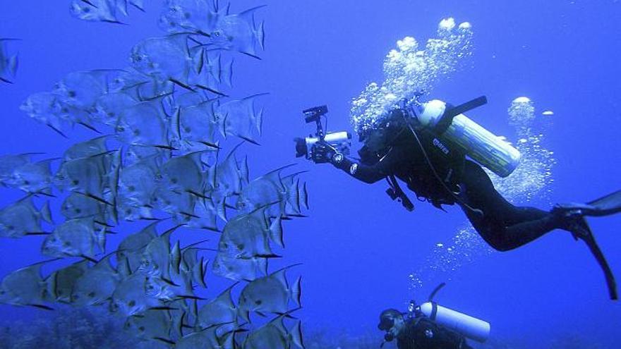 Mar Mas, cámara de Oceana, filma un banco de paguaras (Chaetodipterus faber), en Cayos Cochinos, durante la Oceana s Transoceanic Expedition, en marzo de 2005. Bosques de algas gigantes, arrecifes de coral, ballenas azules, tortugas marinas y montañas y volcanes submarinos son sólo algunos ejemplos de la inmensa belleza que esconde el fondo marino y que la pesca destructiva, la contaminación y el cambio climático están devastando rápidamente. Toda esta diversidad ha sido filmada, fotografiada y recopilada por la organización internacional de conservación marina Oceana en más de cien horas de grabación en alta definición, 7.000 fotografías y el libro "12.000 millas en defensa de los mares", que documenta la travesía del catamarán "Oceana Ranger".