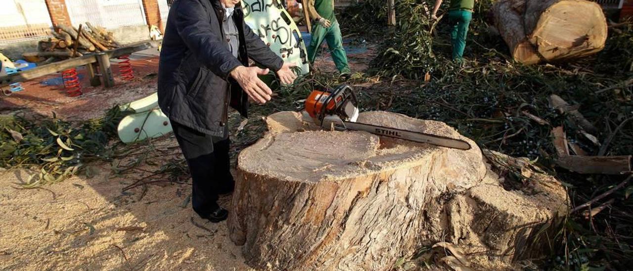 Eloy Martínez señala el diámetro del tronco del árbol talado.