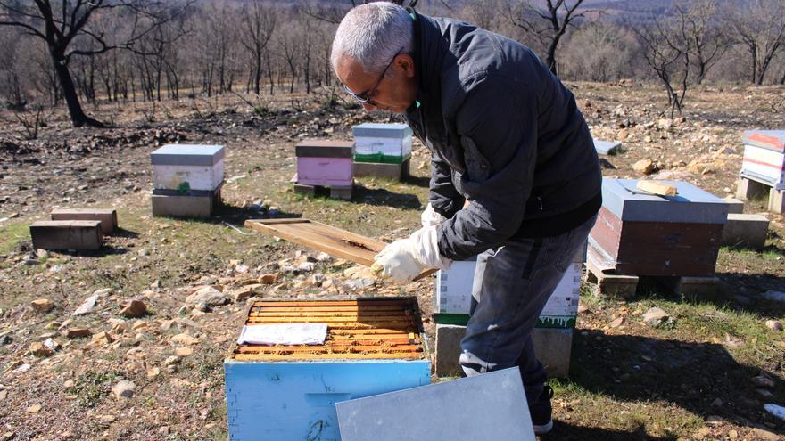 &quot;¿Qué van a comer estos dos años las abejas?&quot;