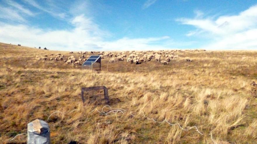 Un ramat d&#039;ovelles pasturant en un camp