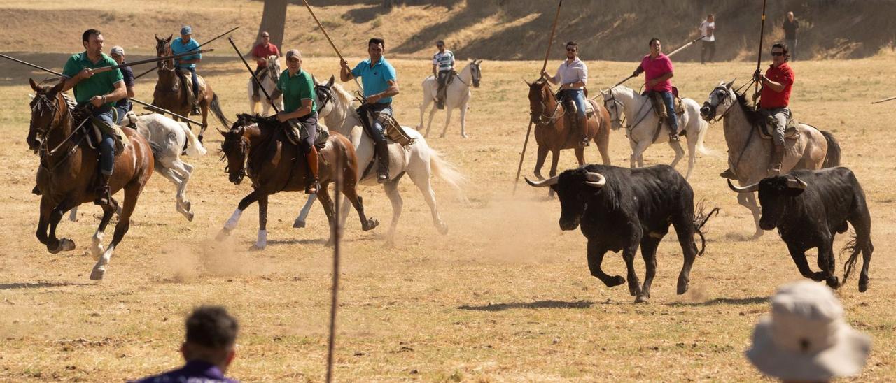 Los caballistas empujan a dos toros hacia la línea de espantes. | José Luis Fernández