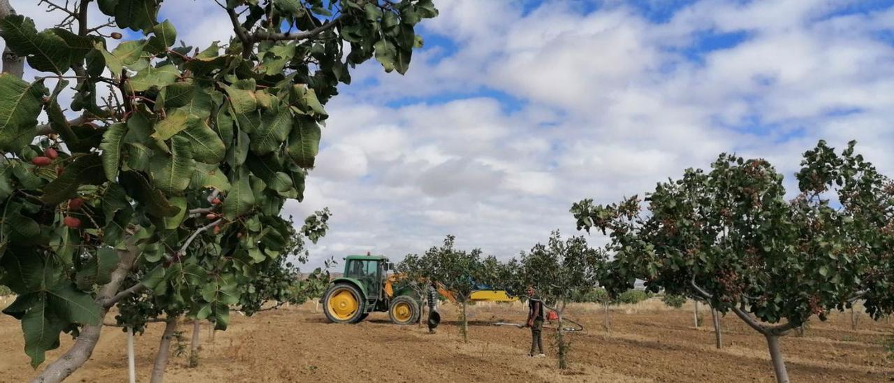 Parcela sembrada de pistacheros, propiedad de un socio de la cooperativa toresana Naturduero. | M. J. C.