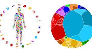 Con diferencia, las células más comunes en el cuerpo humano son las células grasas (azul) y las células sanguíneas (rojas).