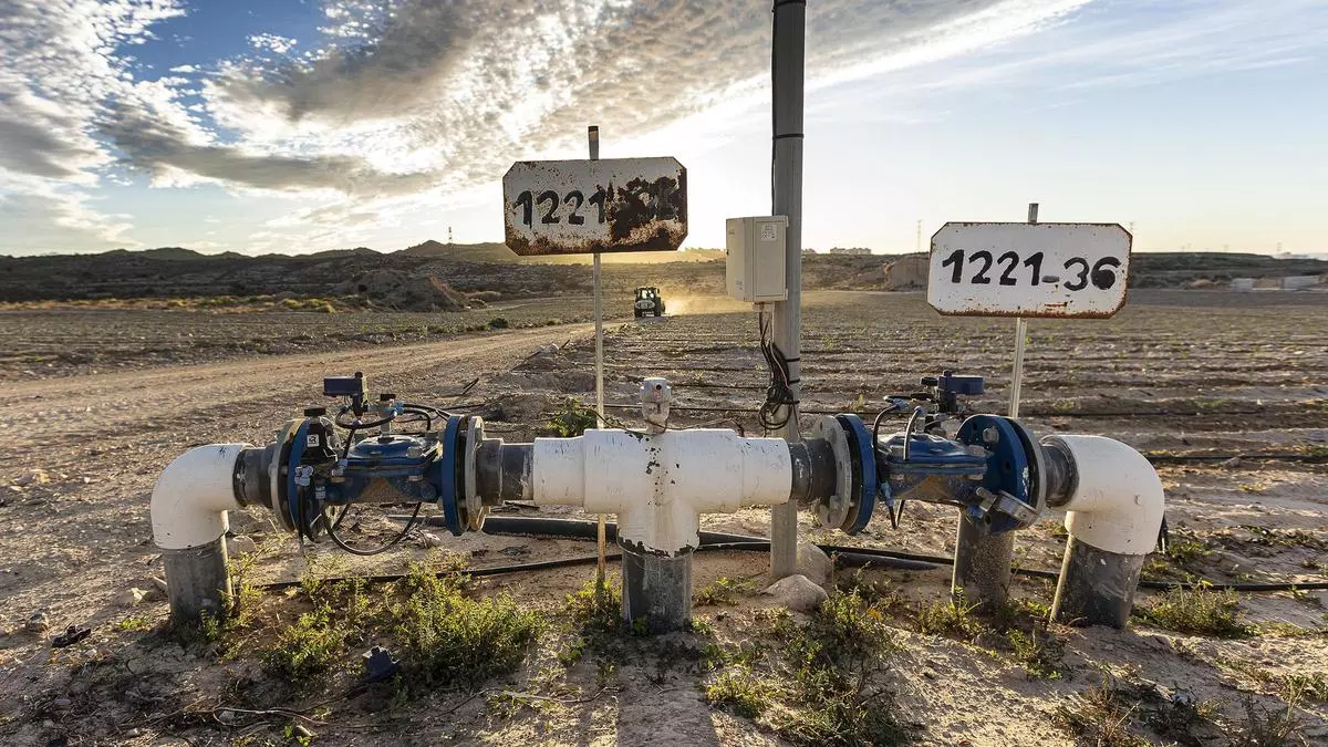 El agua depurada de l'Alacantí, el maná de las hortalizas de la provincia