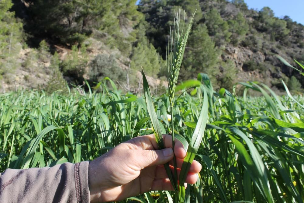 Cazar, pero también proteger y cuidar el campo