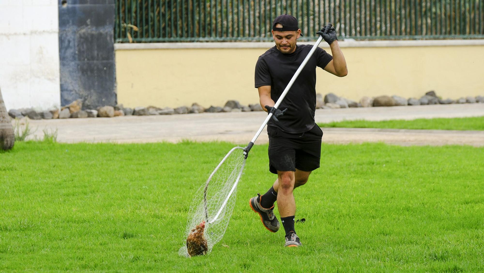 El Ayuntamiento retira los gallos de La Paterna tras varias quejas vecinales y antes de aplicar la desratización