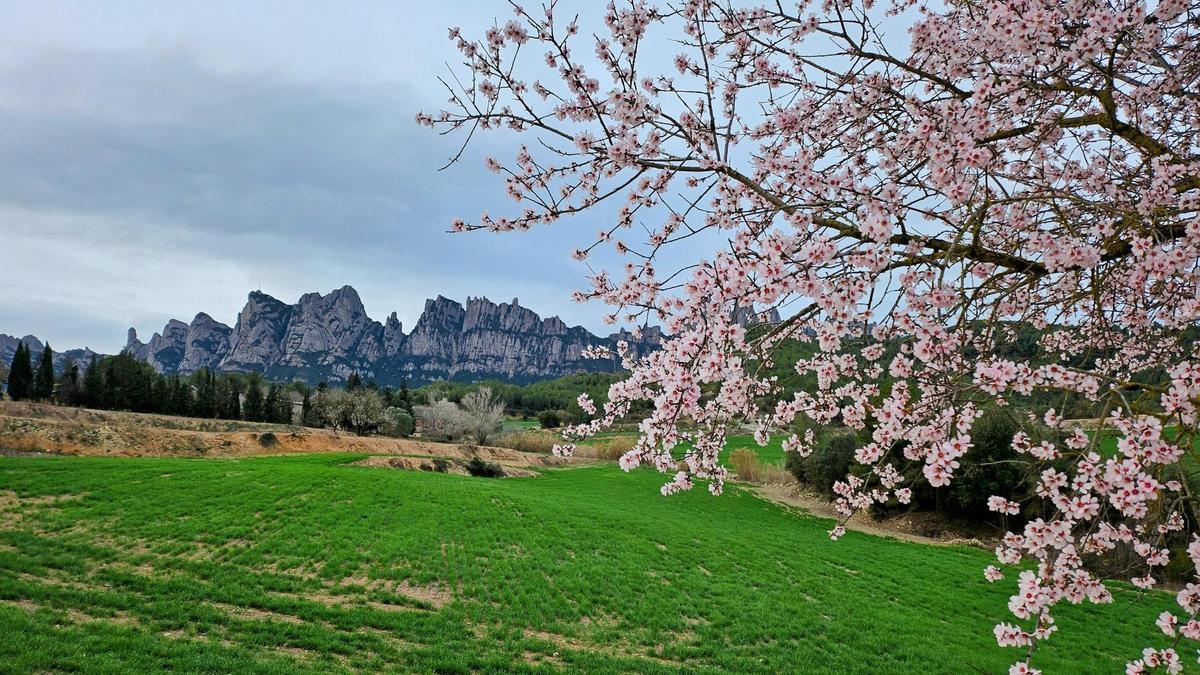 Ametllers florits i camps verds al peu de Montserrat