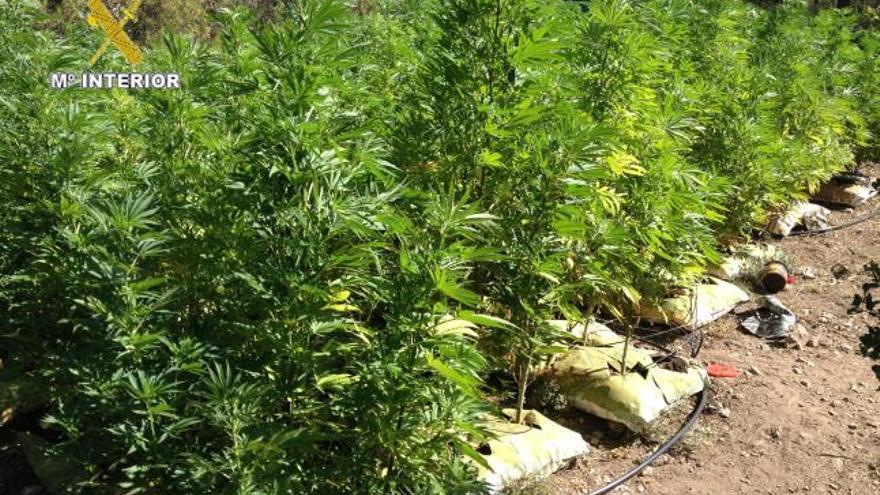 La Guardia Civil se incauta de mil plantas de marihuana