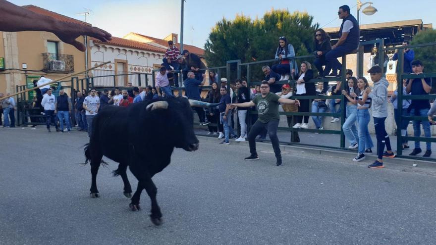 Dos imágenes del encierro celebrado en La Bóveda, con dos toros de cajón y un novillo. | Cedidas