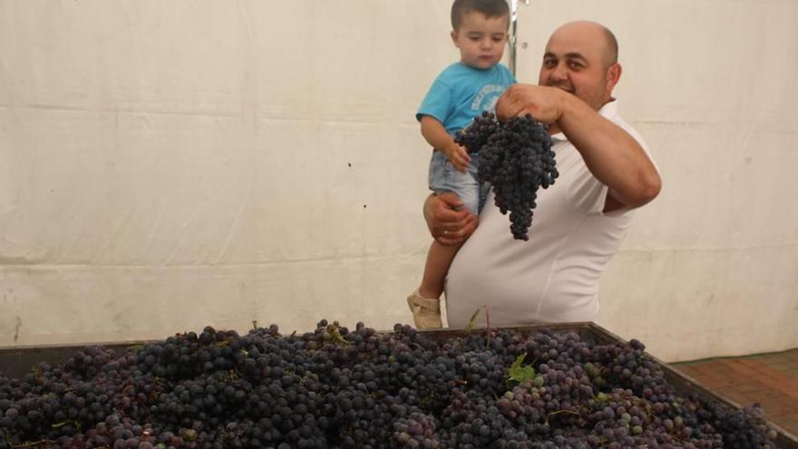 Comienza la vendimia para la uva más temprana de Jumilla