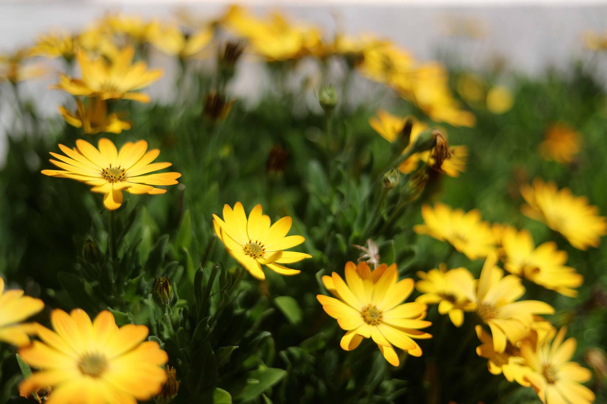 Las flores del Jardín Botánico en primavera