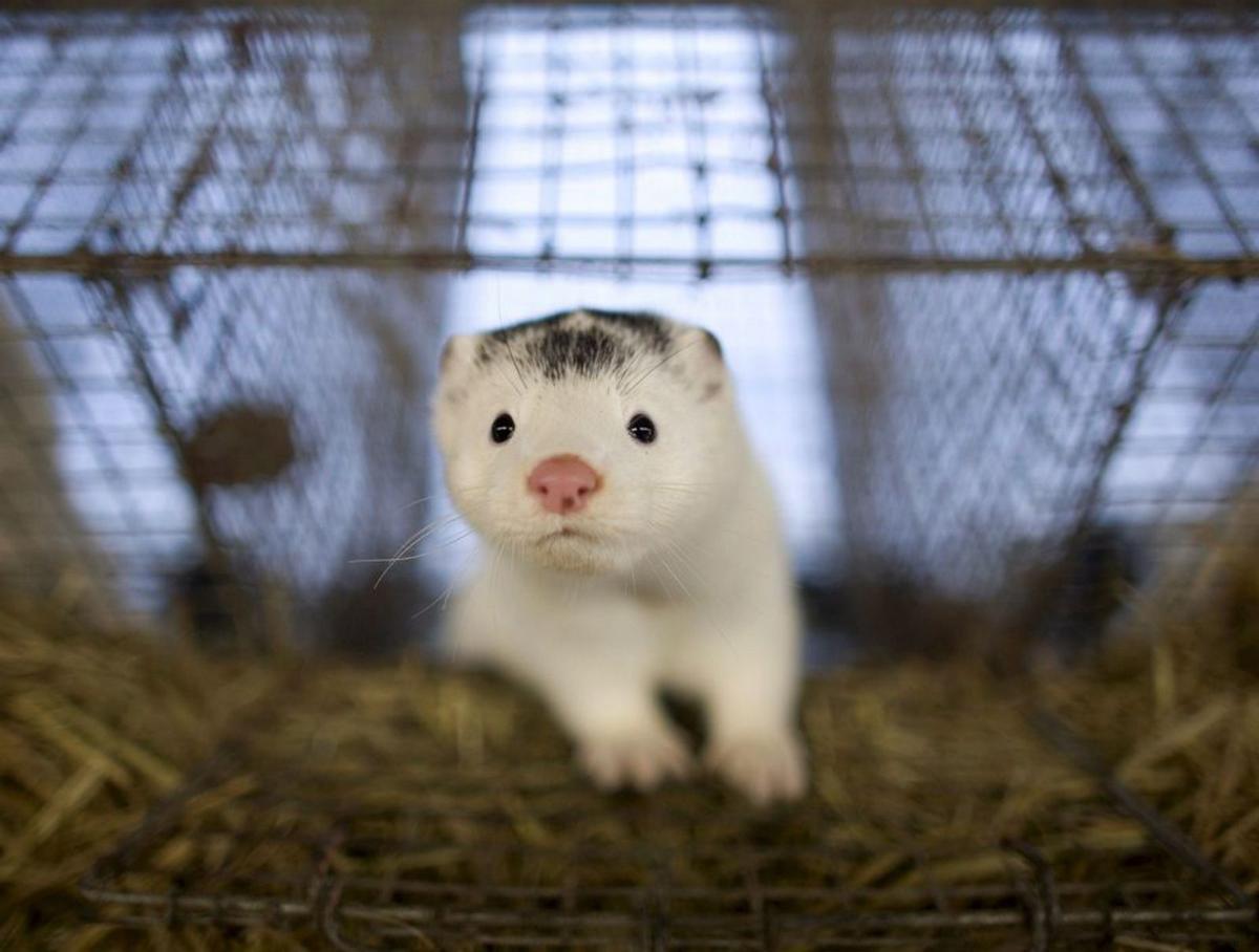 Un visón en una granja de China.