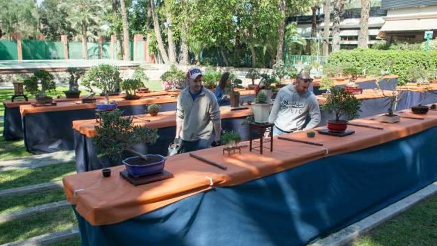 Alrededor de 3.000 personas visitan la exposición de bonsáis en Elche