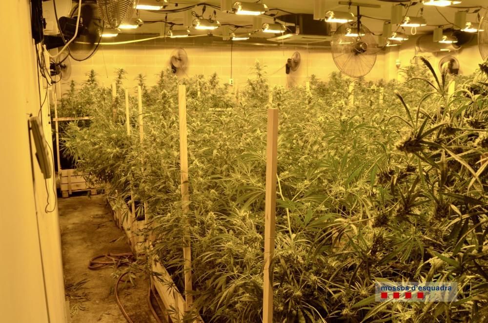 Desmantellen una plantació de més de 1.400 plantes de marihuana en una nau de Vidreres