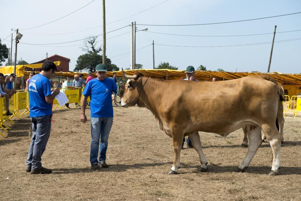 Feria de ganado en Santullano