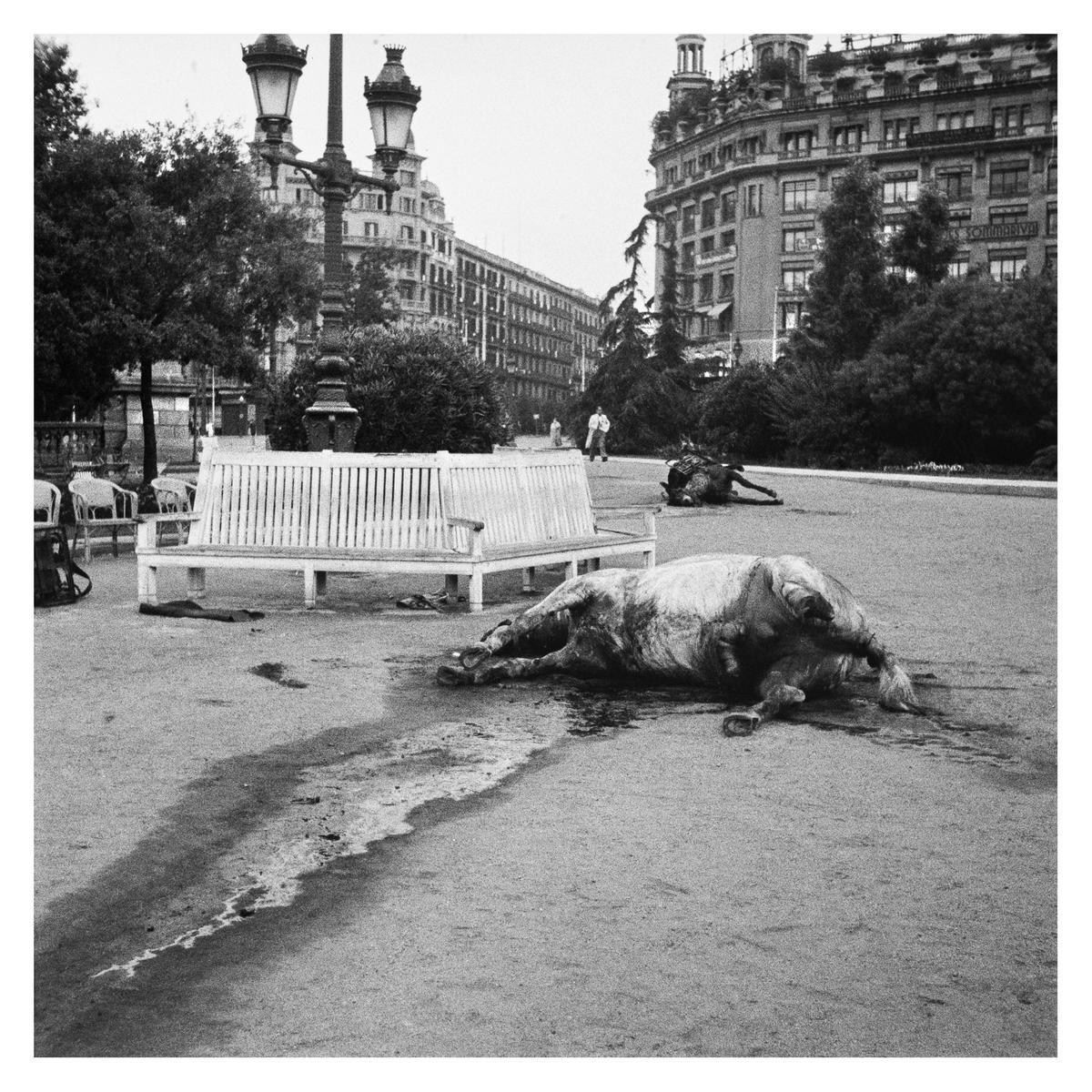 Caballos muertos en la plaza de Catalunya de Barcelona, en los primeros combates de julio de 1936.