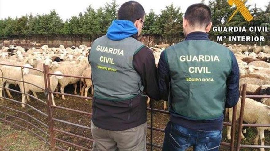 La Guardia Civil detiene a dos personas por varios delitos de hurto de ganado