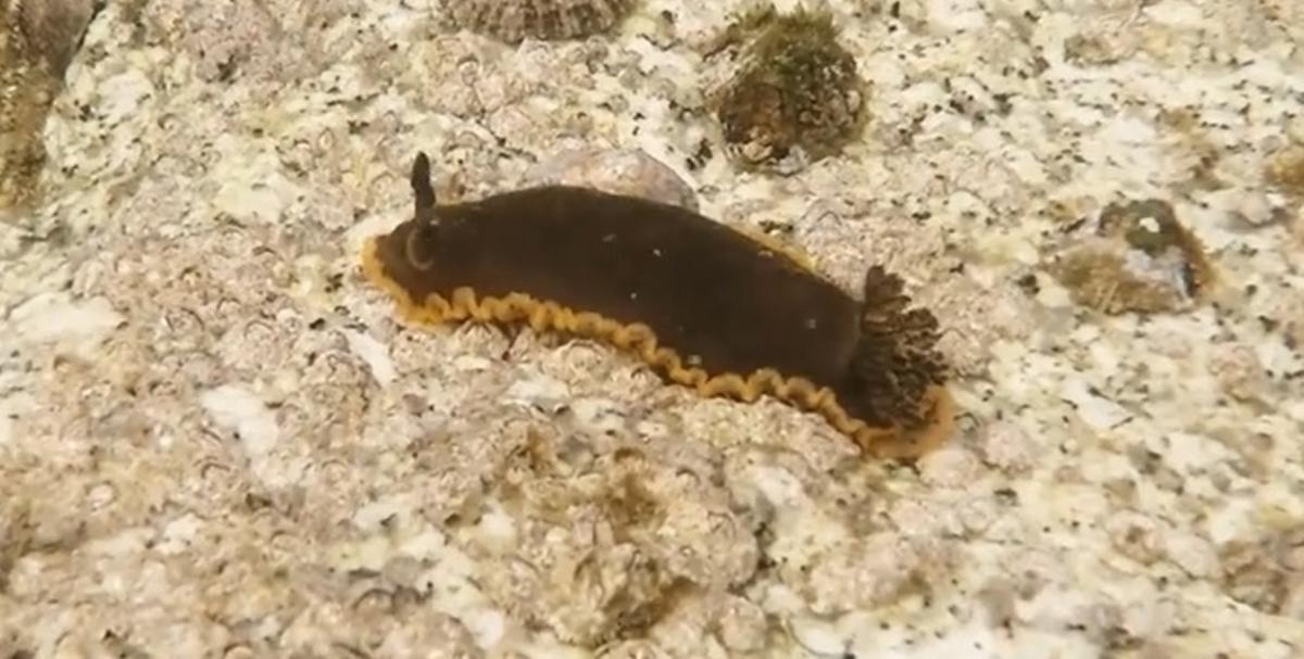 Nuevas especies para la ciencia en las rías