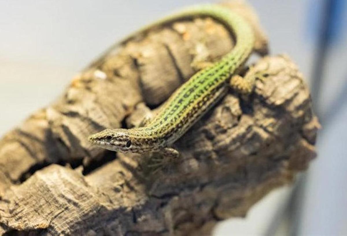 Lagartija pitiüsa en el Zoo de Barcelona.