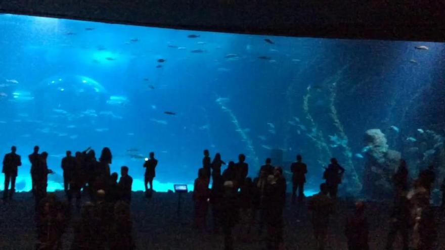 Inauguración del acuario &#039;Poema del Mar&#039;