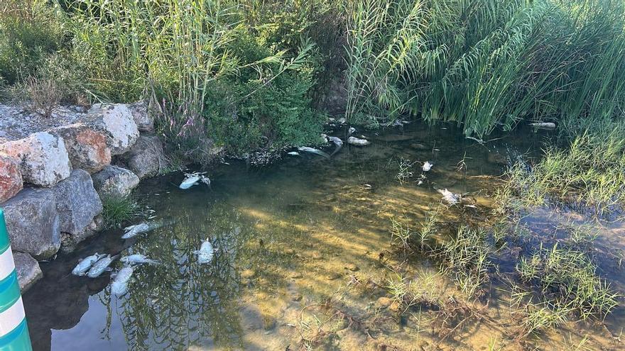 La retirada de 1.500 kilos de peces muertos del Magro no evita un fuerte hedor y restricciones en el riego