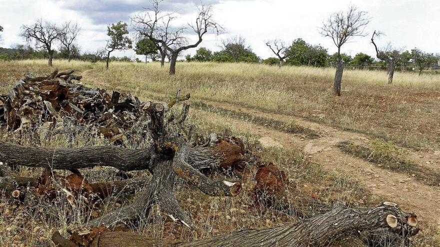 La mortandad de almendros avanza en Mallorca